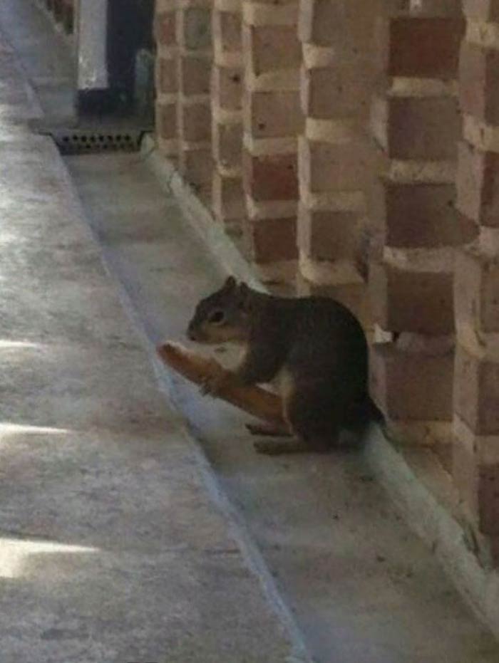Squirrel with a Hot dog
