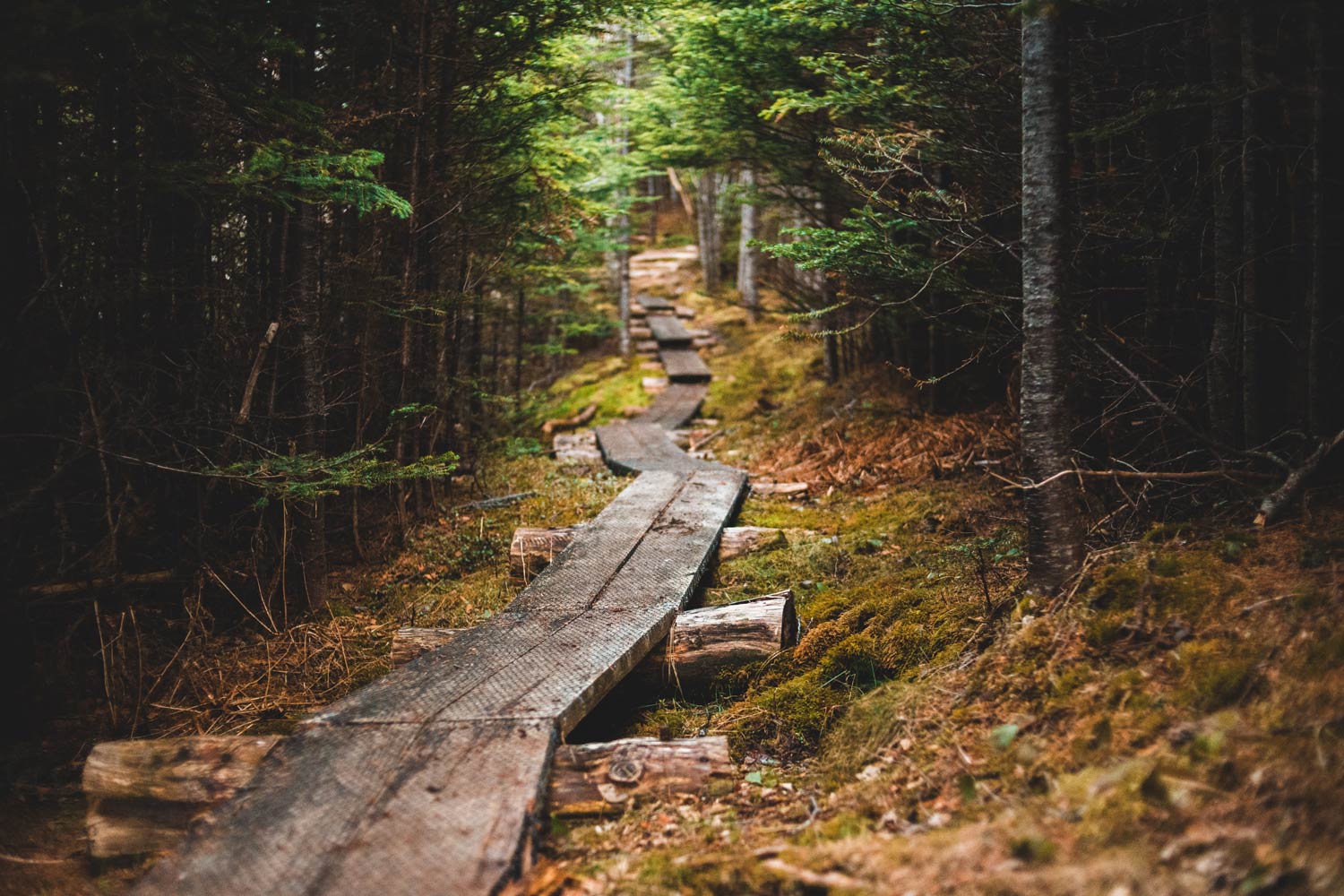 Wooden Pathway in the Woods