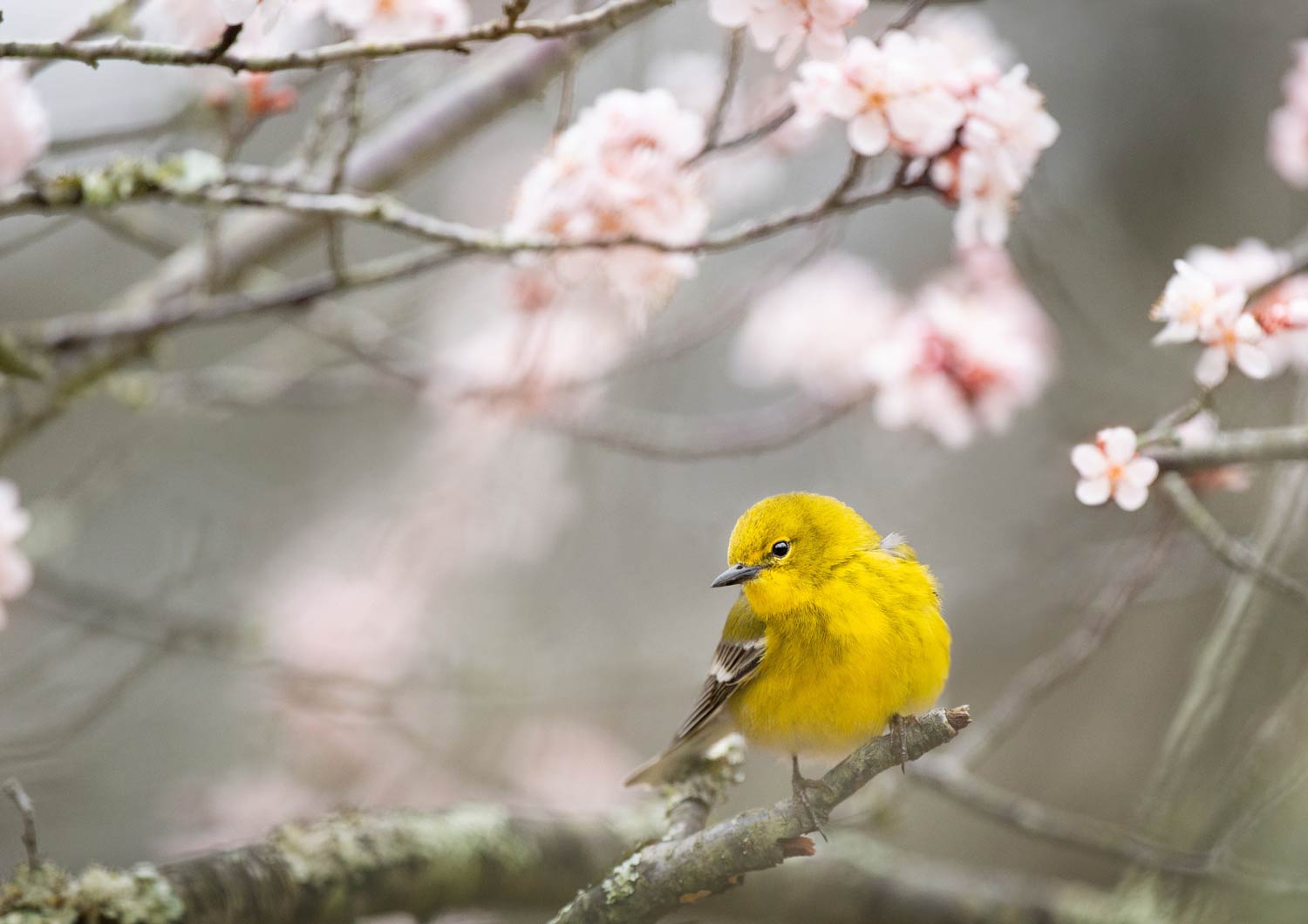 Yellow-throated Warbler in Belleplain State Forest, Woodbine, United States