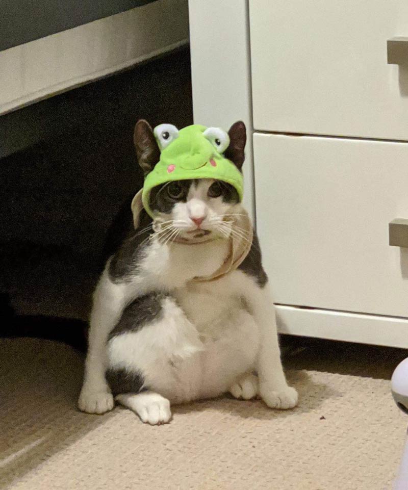 My cat is adapting to his new frog hat too well