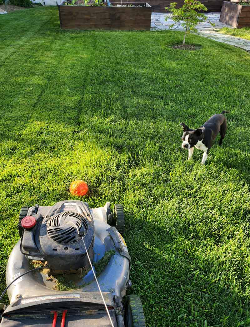 He drops his ball in front of the lawn mower so I have to pick it up and throw it