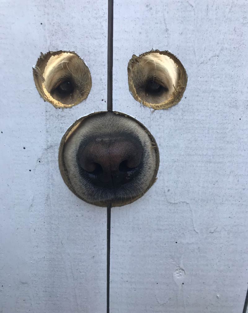 My friend made holes in his gate, so Gus the Labrador can see and sniff