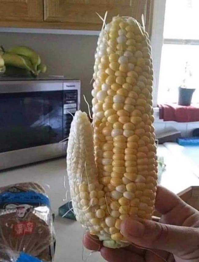 Wife has really gotten into gardening this year, but all she grows is corn