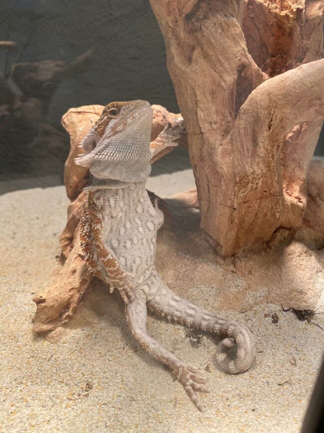 My bearded dragon fell from his tree and played it off like nothing happened