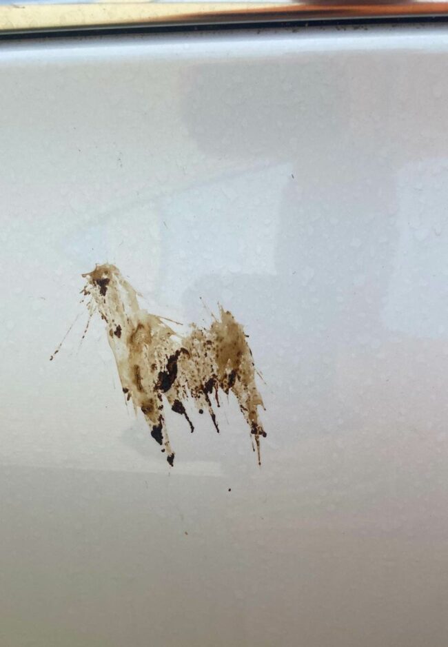 Bird pooped on my car in the shape of a Spitting Llama..