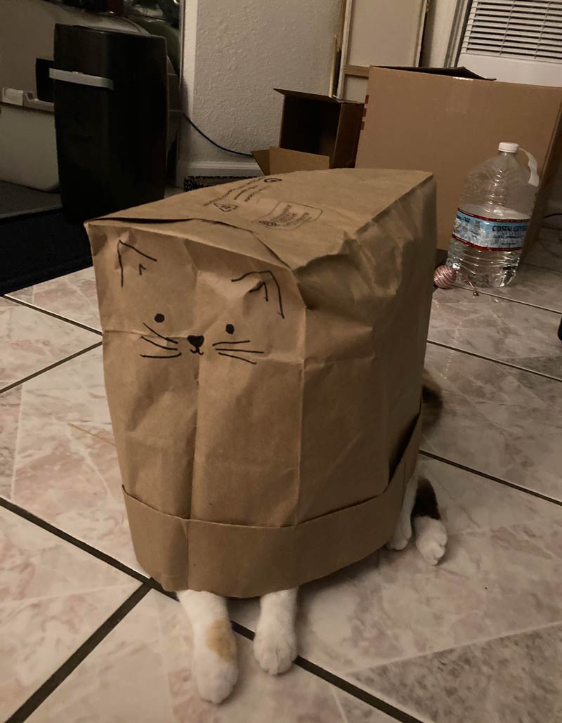 Budget cat costume