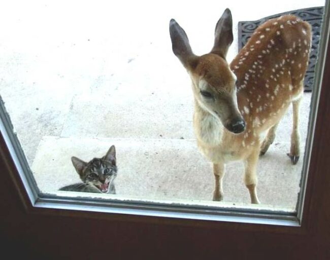 "Hey mom, can Bambi come over for dinner?"