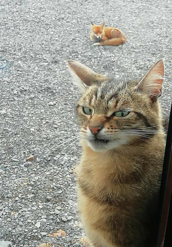 My cat was not impressed when a fox came by