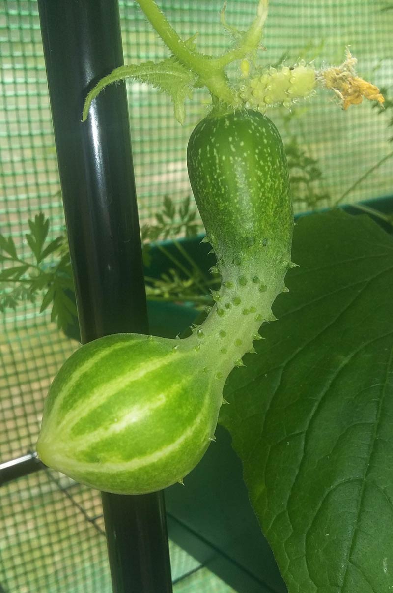 My only cucumber from last year..