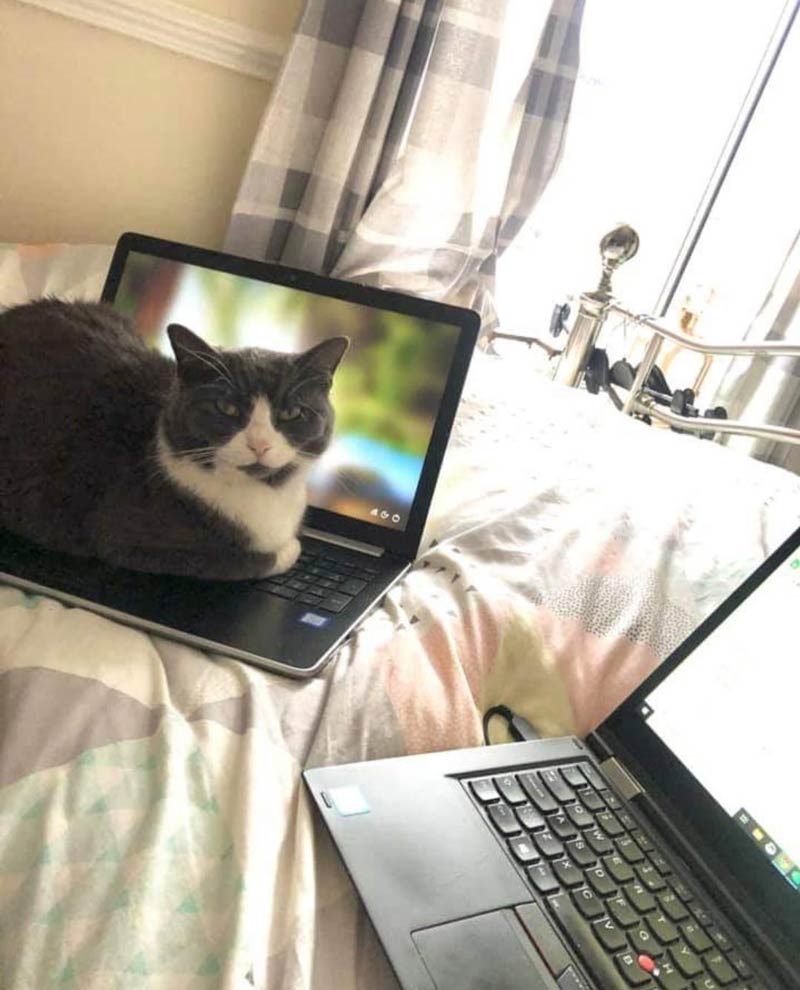The decoy laptop is working