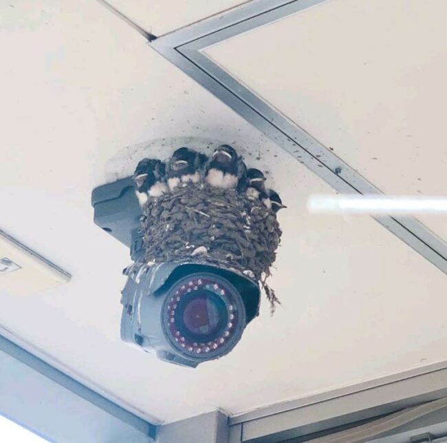 Introducing the new Google Nest camera