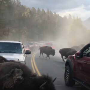 Intense Bison Stampede In Yellowstone National Park