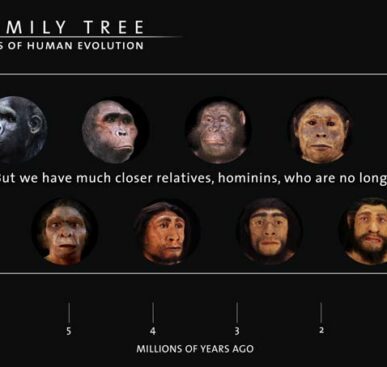 Seven Million Years of Human Evolution