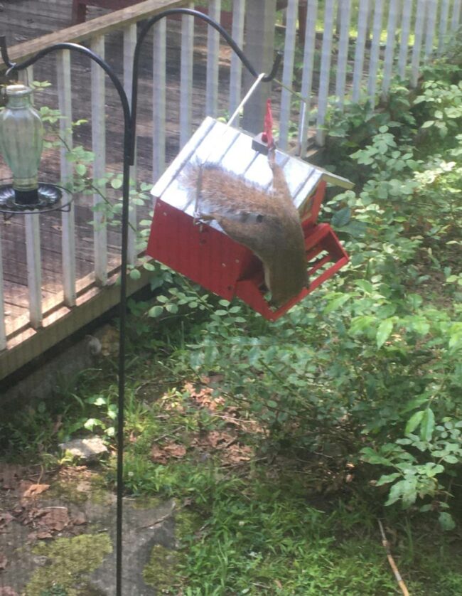 My “squirrel proof” bird feeder..