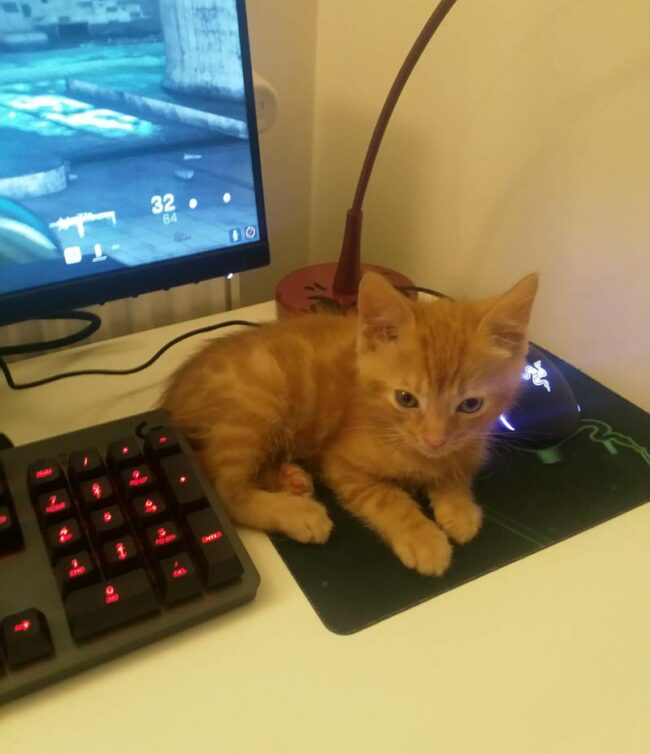 My new kitten made me realize I need to buy a bigger mouse mat..