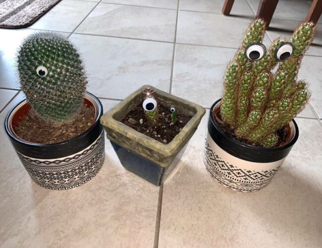 I have a few cacti and my little sister decided to put google eyes on them. Now they look like aliens