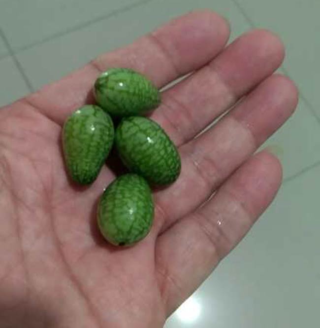 My dad didn't realize he ordered cucamelons instead of watermelon until they were delivered to his front door