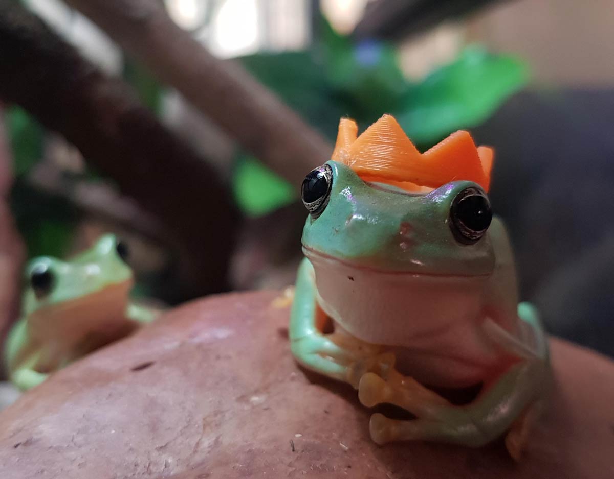 My brother and I have pet frogs and they don't mind if you put stuff on them, so we 3D printed little crowns