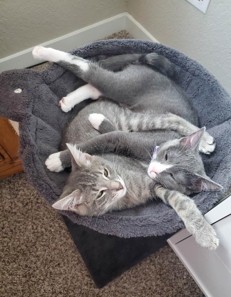 Adopted two sisters who adore each other