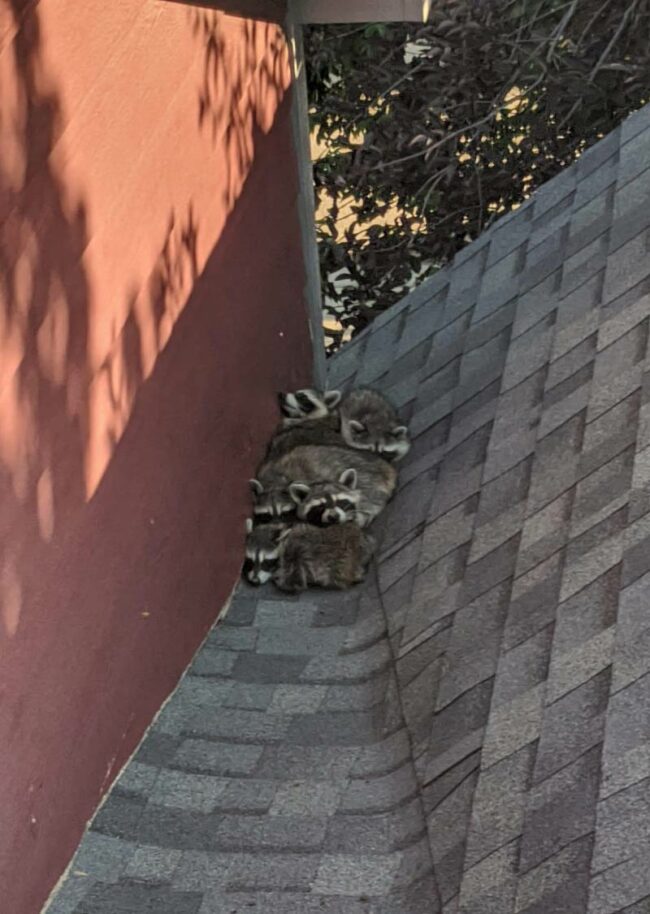 Baby raccoons on friend’s roof