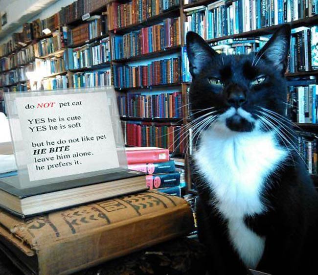 Bookstore cat is unfriendly