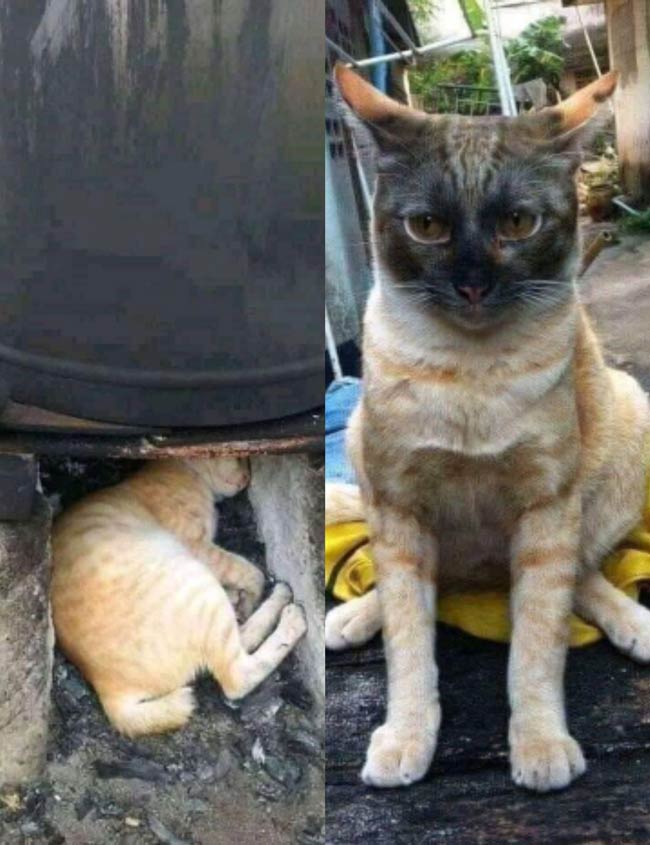 Cat played around the coal store