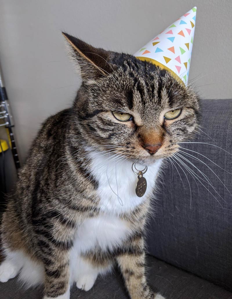 My cat turned 3, she was not impressed with the celebrations