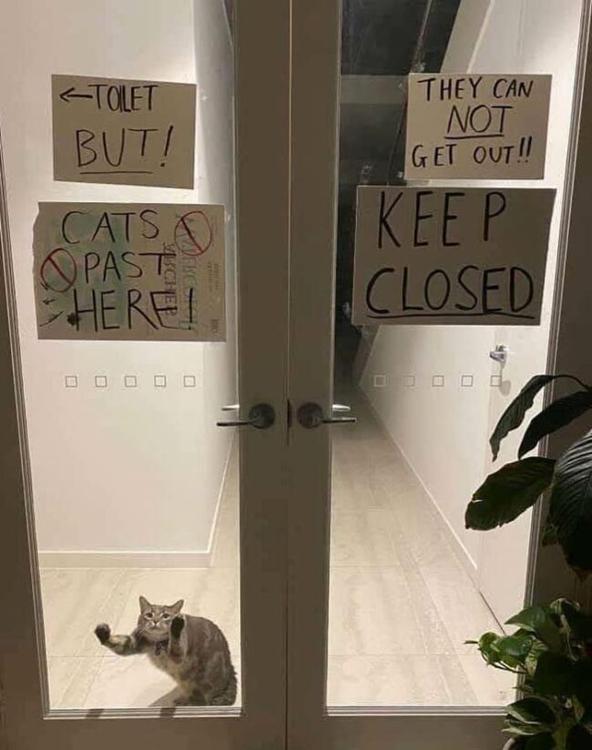 Someone really doesn't want this cat to get out