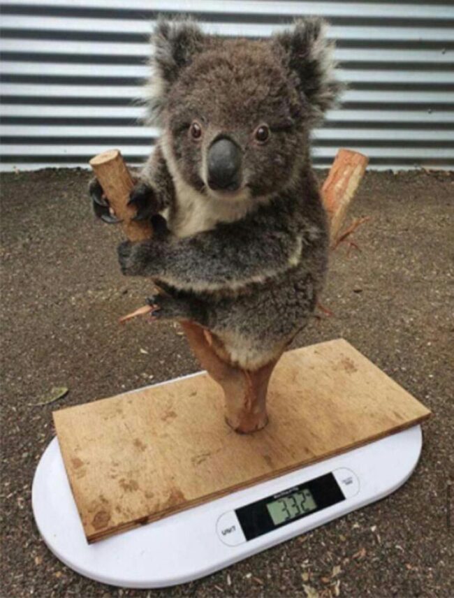 How koalas are weighed