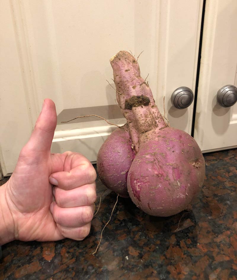 We grew an interesting sweet potato..