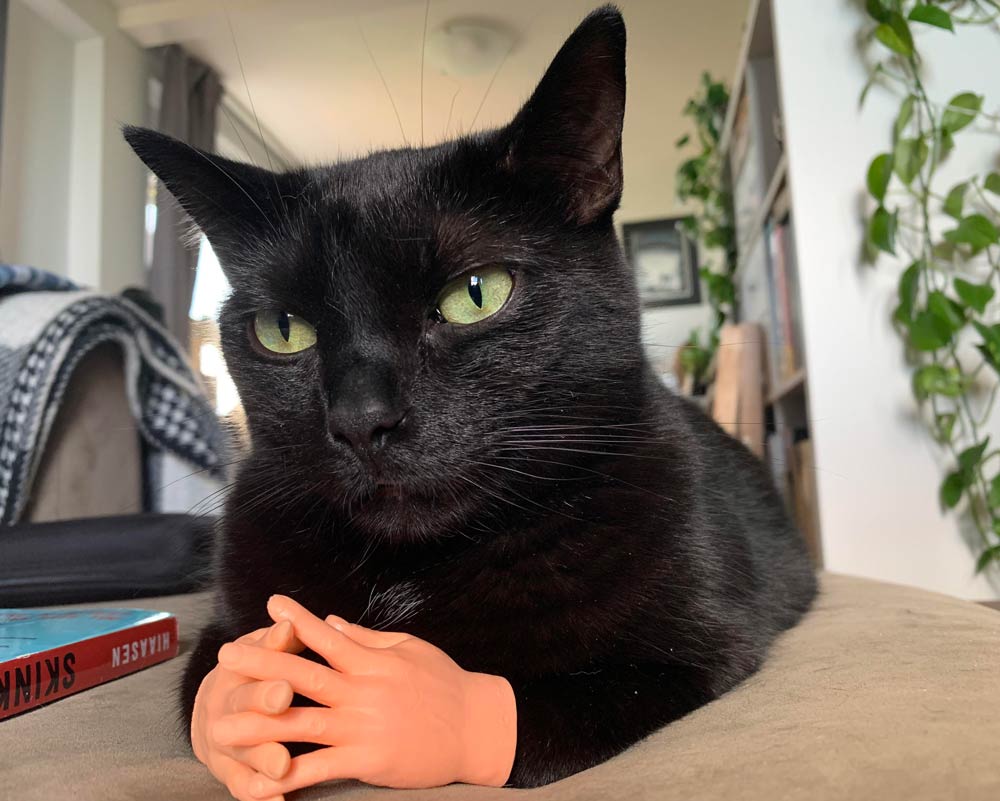 Cat + tiny rubber hands = Judgmental cat who demands an explanation