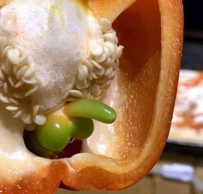 Is that a bell pepper in your bell pepper or are you just happy to see me?