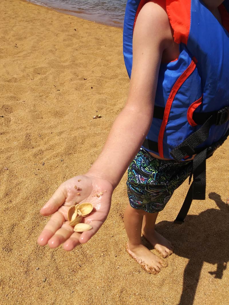 My son found seashells on his first trip to the beach. I didn't have the heart to tell him