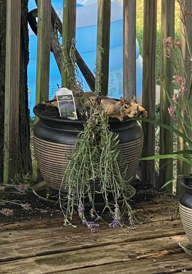 Figured out why my Lavender wasn’t thriving