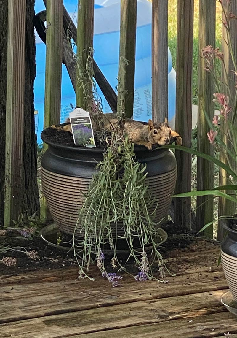 Figured out why my Lavender wasn’t thriving