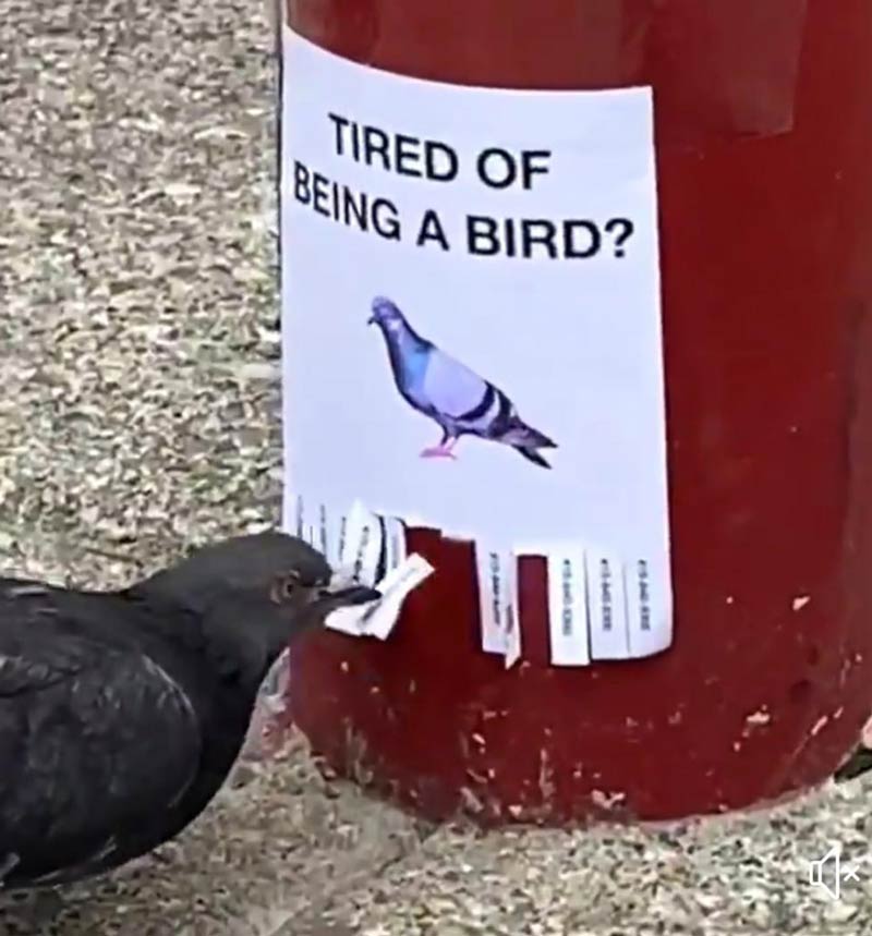 Existential crisis pigeon