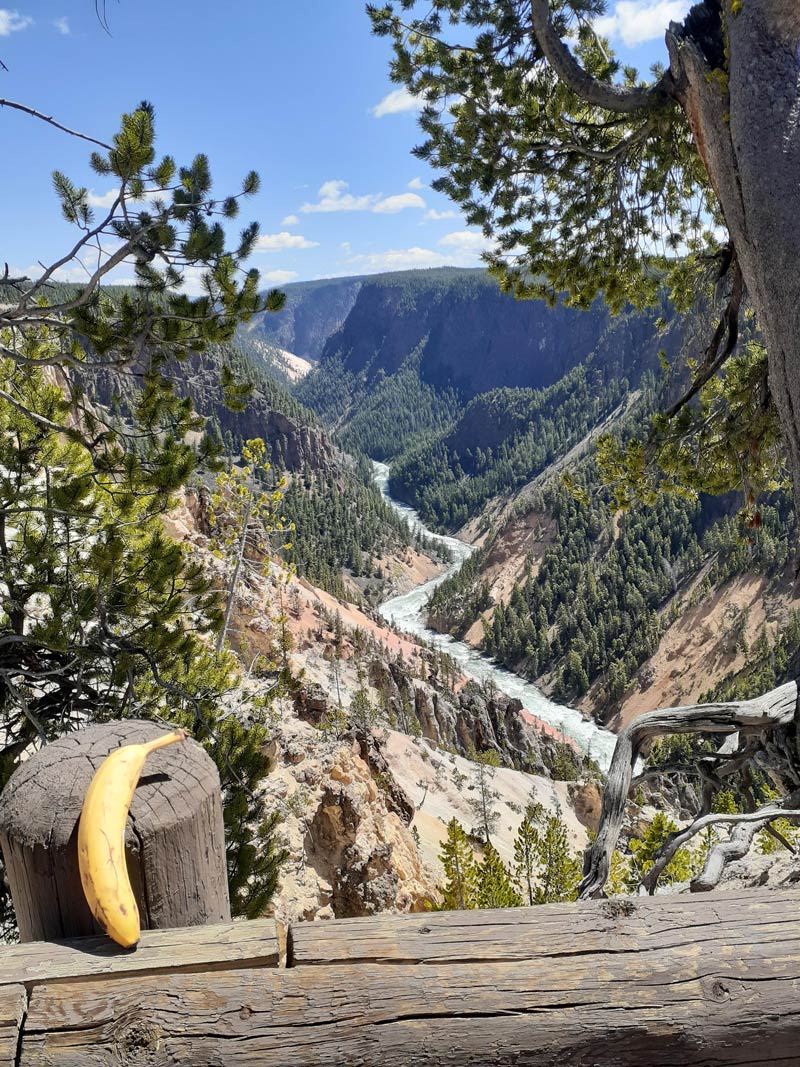 Yellowstone River - Banana for scale