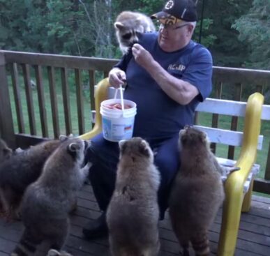 The Raccoon Whisperer Has been Taking Care Of Raccoons for 25 years