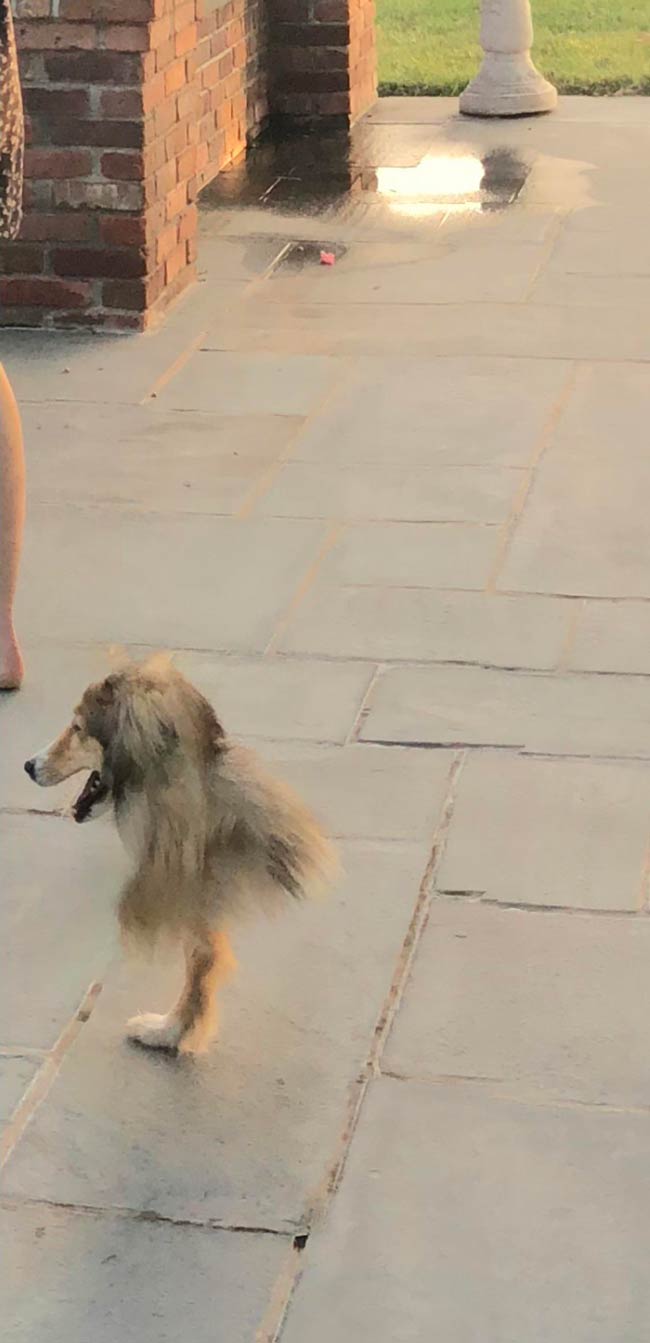 My dog’s body was cut during a panoramic shot and now I’m wondering if he’s actually an ostrich