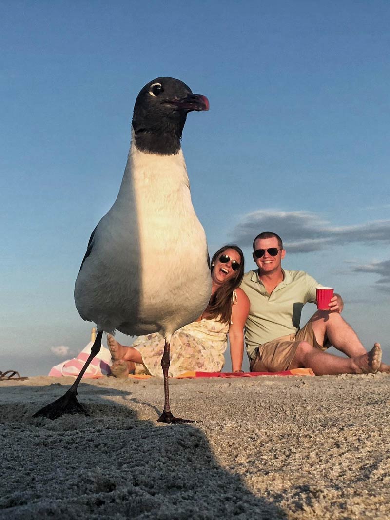 Girlfriend and I got photobombed by a seagull this weekend while trying to take a self timed photo