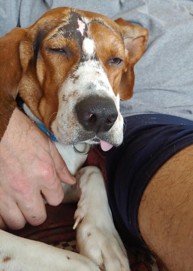 This is Jethro! We recently rescued him from Alabama, and he is very good at falling asleep with his tongue hanging out