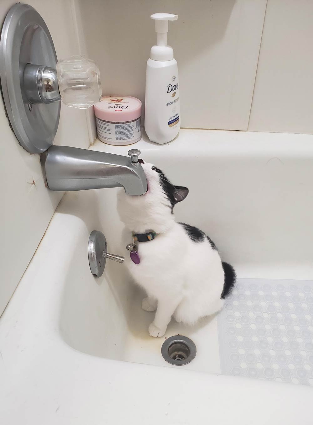 Sometimes my cat tries to deep throat the shower faucet