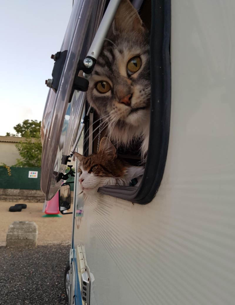 Our 11 and 10 year old cats in the camper van traveling form the UK to Portugal to start our new lives on a farm
