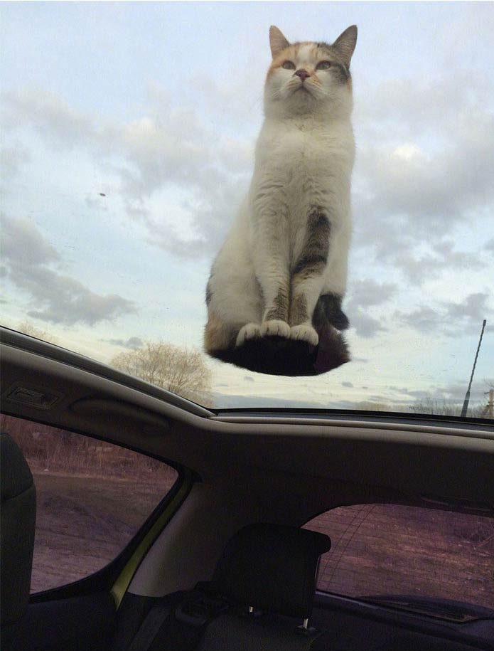 Giant cat spotted floating in the sky