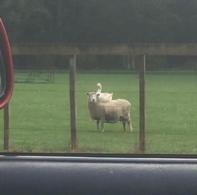 Pulled over today to take a photo of an unlikely pair