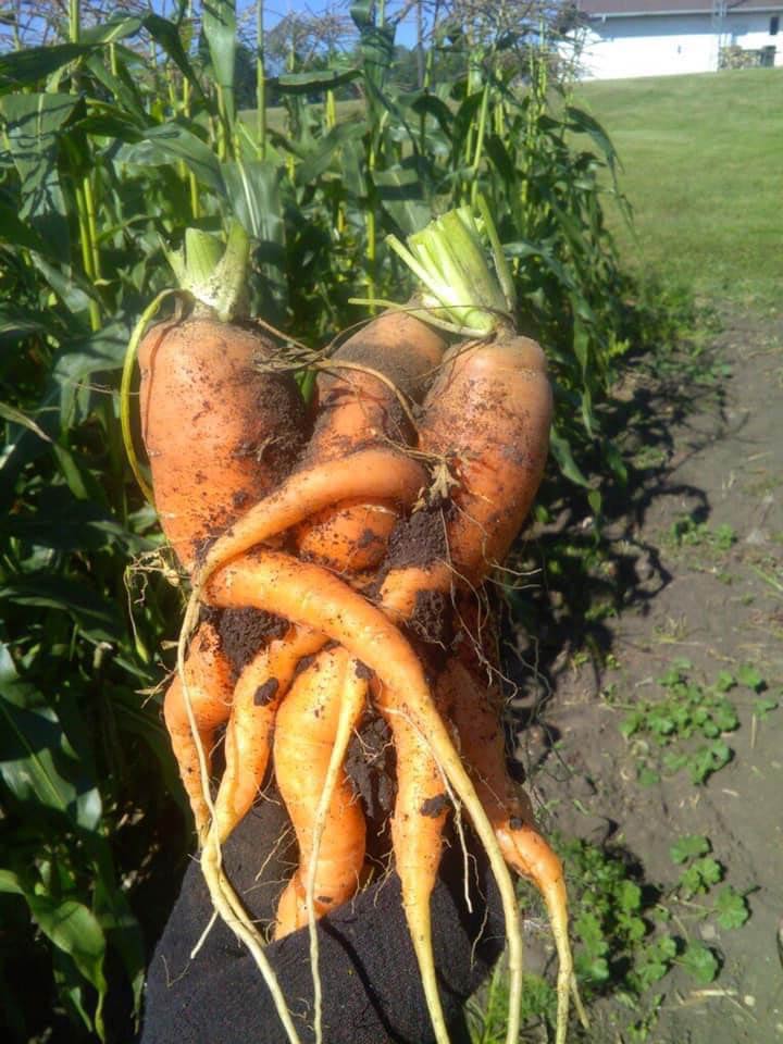My carrots were having a party