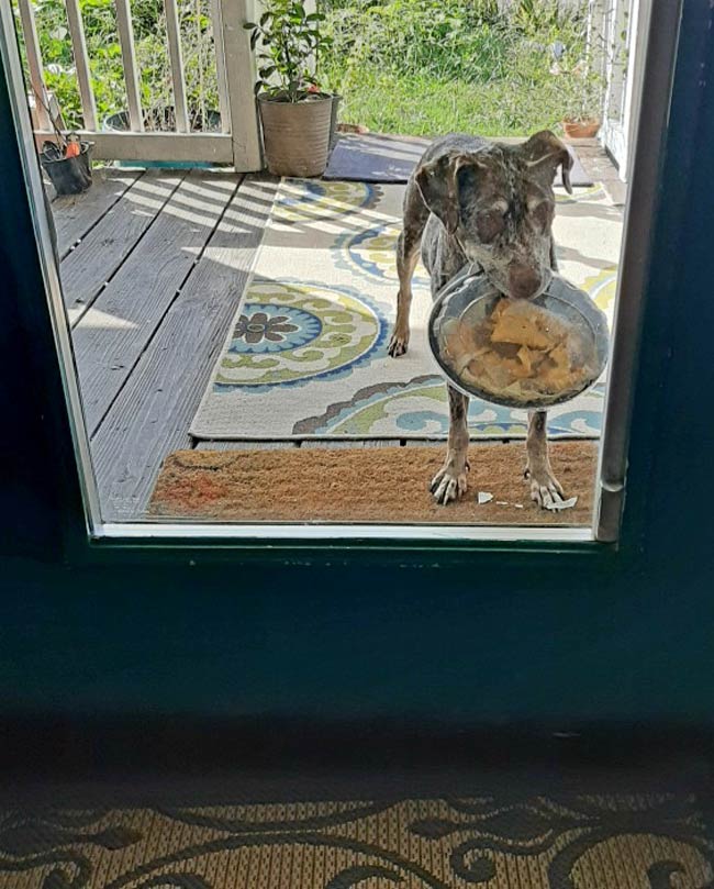 My dog escaped. Showed up at the front door with unopened nachos