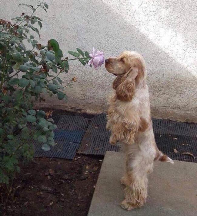 Sniff a flower
