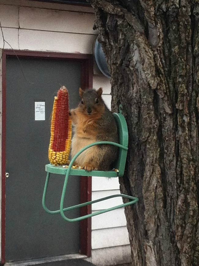 The Squirrel boss