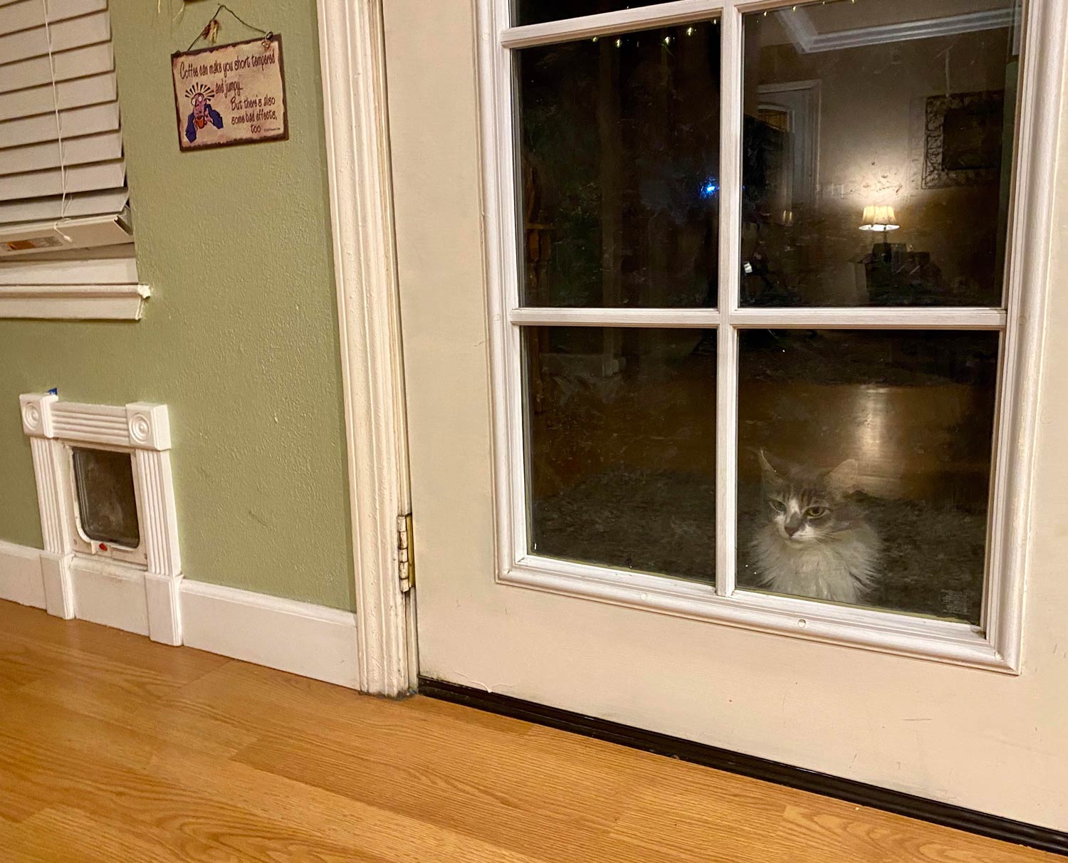A cat that refuses to use the cat door